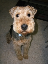 Airedales for Adoption | ATRA - Airedale Terrier Rescue & Adoption